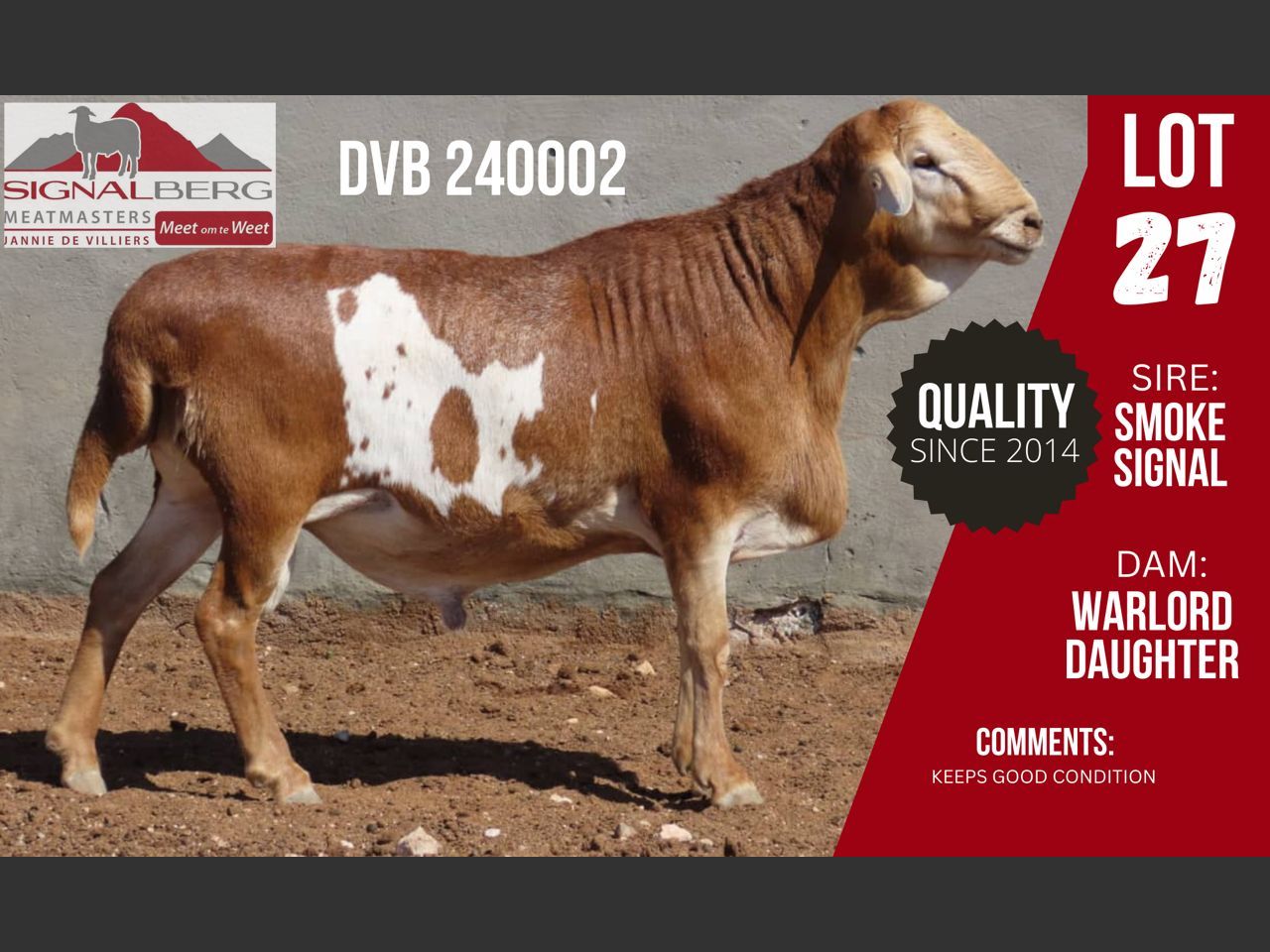 Lot 27 | SIGNALBERG MEATMASTERS 12TH MEATMASTER RAM AUCTION | SwiftVEE ...