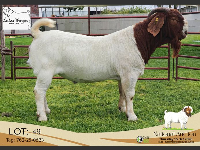 762-25-0523 | AWA Burger Boerbokstoet