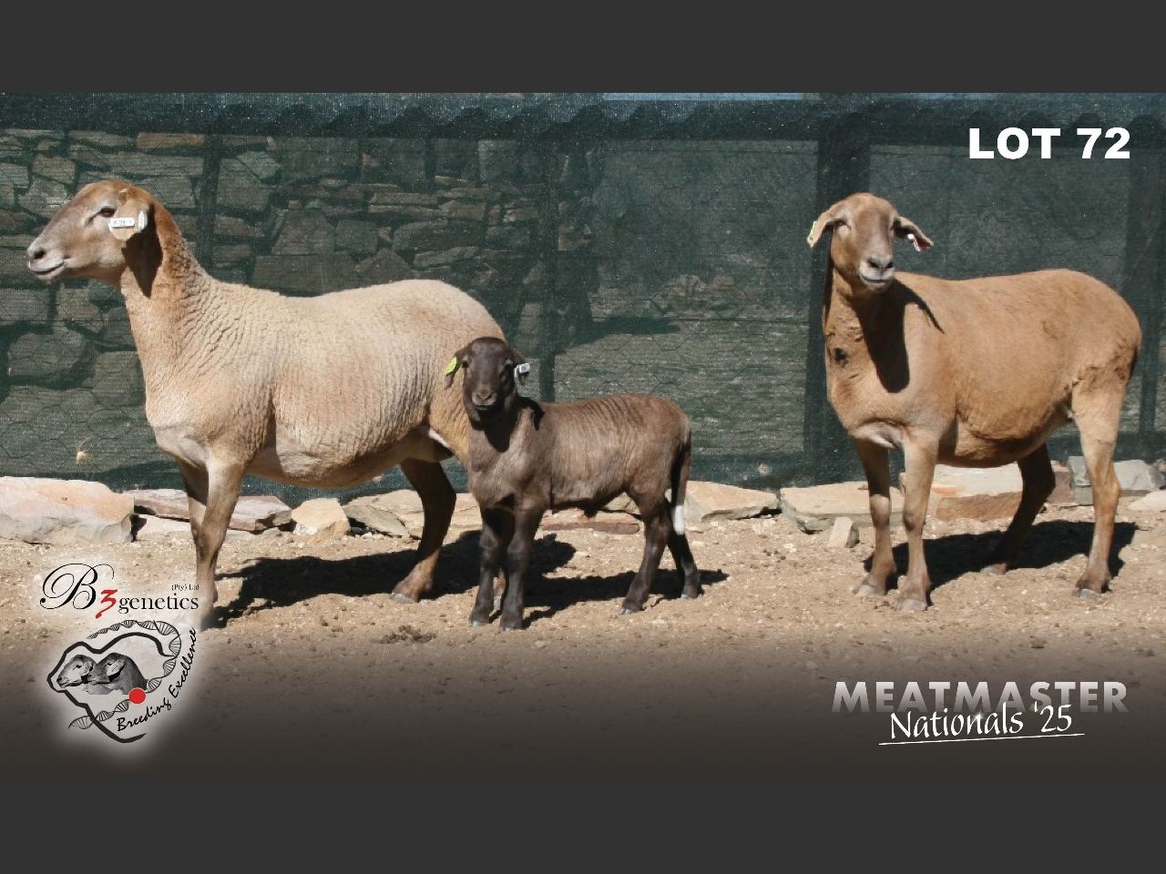 Lot 72A | NASIONALE MEATMASTER OOIVEILING | SwiftVEE | Livestock ...