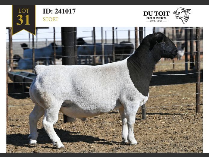 241017 | DU TOIT DORPERS