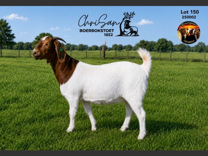 1852250002 | CHRISAN BOERBOKSTOET 