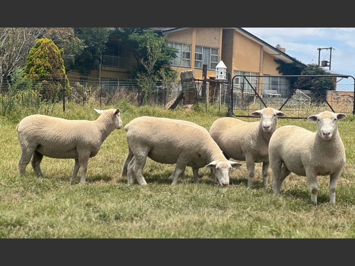 Commercial Animals | Johan Barnard