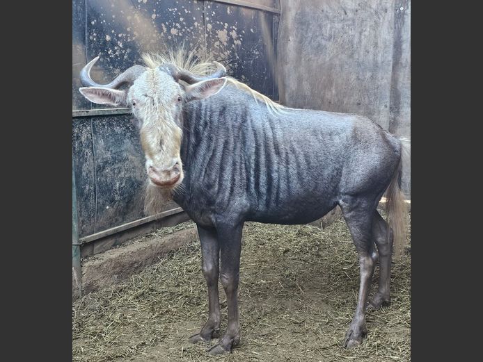 KING WILDEBEEST | HARLOU