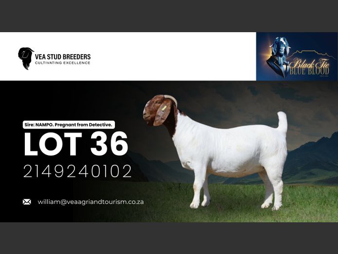 2149240102 | VEA Boerbokstoet