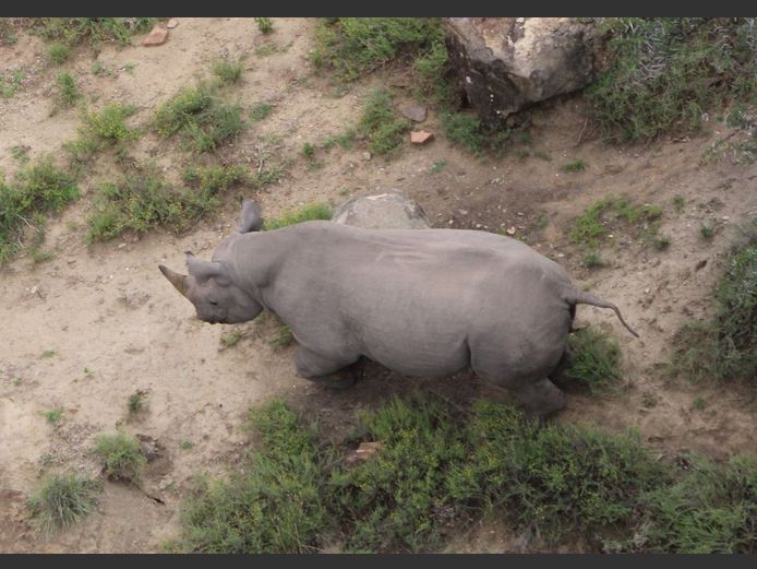 Black Rhino Female - Diceros bicornis bicornis
