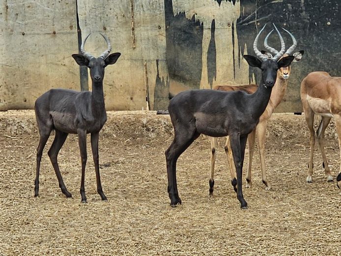 BLACK IMPALA | BIG HORN