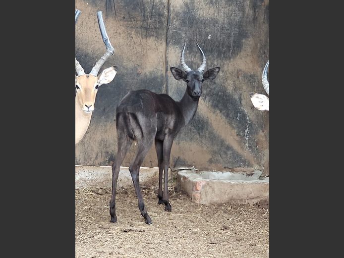 BLACK IMPALA | ZEEKOEVALLEY