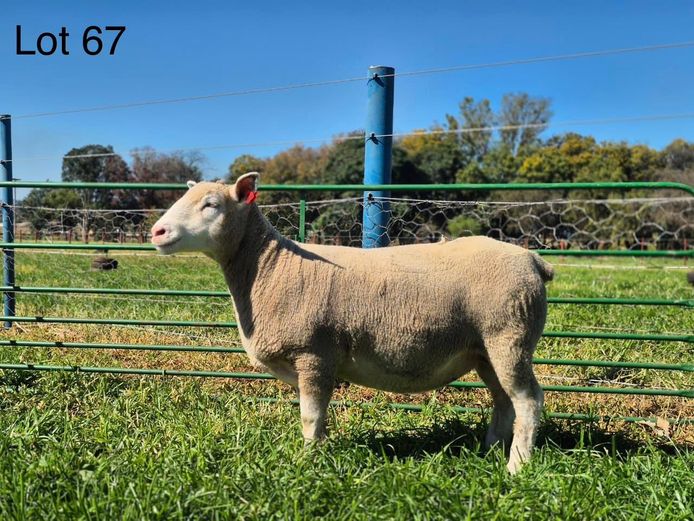 GW  230036 | TAPPS INVESTMENTS