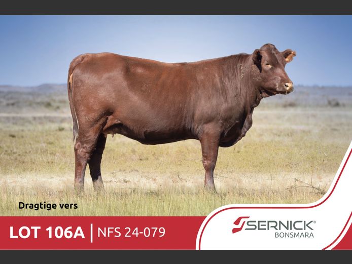 NFS 240079 | SERNICK BONSMARA STOET