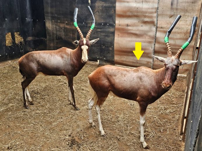 KOPER BLESBOK 16" | LITTLE HUT