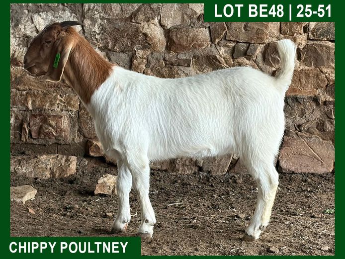 25-51 | Chippy Poultney