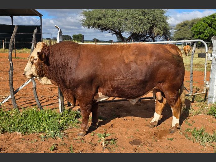 JMH2343 | OUTEE SIMMENTALER