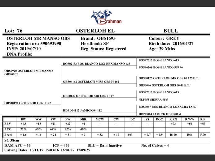 OSTERLOH BRAHMAN OBS1695