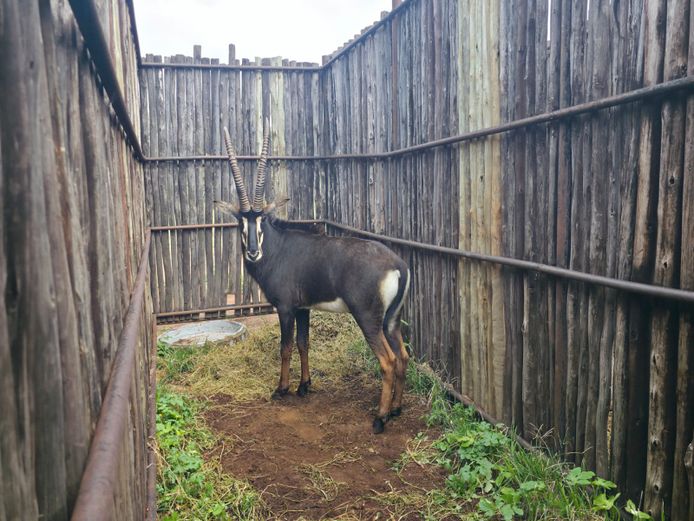 SWARTWITPENS | HANLEY 2