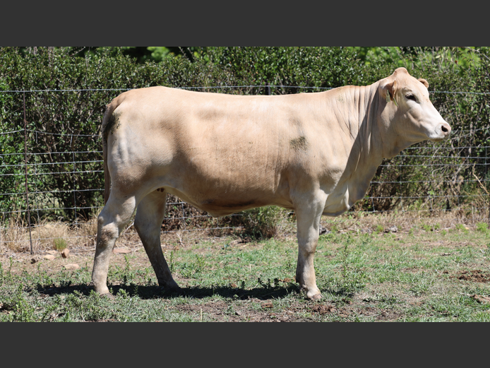 HBH230006 | CLARK CATTLE COMPANY PTY LTD
