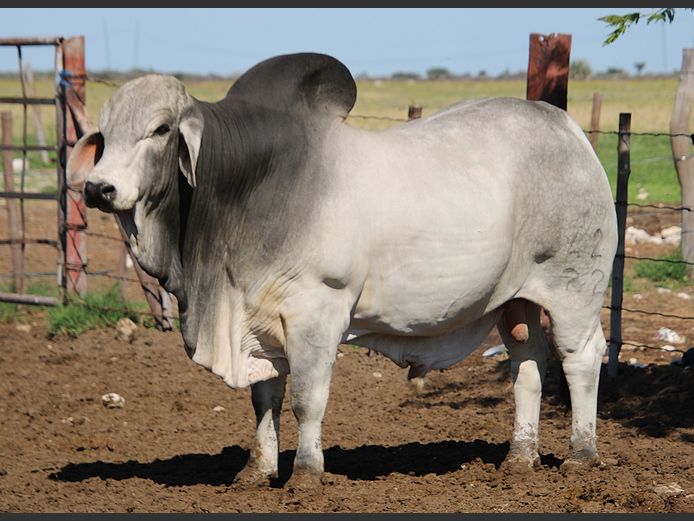 22-0042KG | MAKALANI BRAHMAN