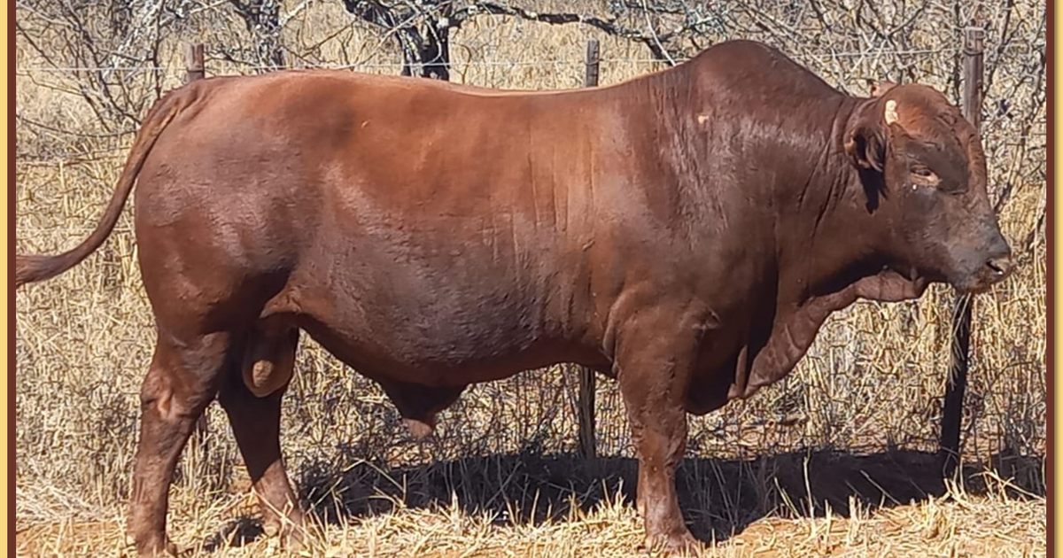 Lot 6 BRISTOW BONSMARA 52ND ANNUAL PRODUCTION SALE SwiftVEE Livestock & Cattle cast