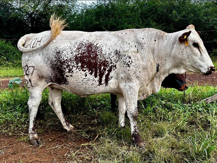 HZH 210227 | HZH NGUNI`S