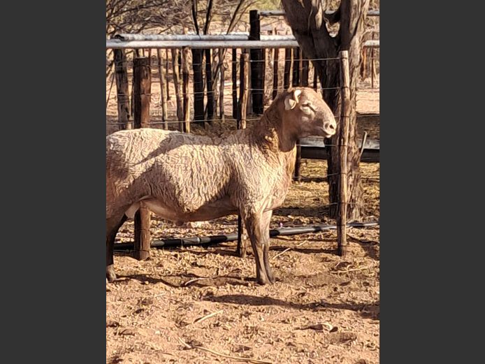 2024-56 | Zwartmodder
 boerdery