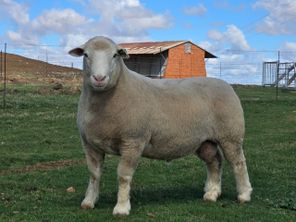 images
