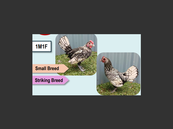 SILVER SEBRIGHT | ANNUAL MYTILUS AND ELOFF