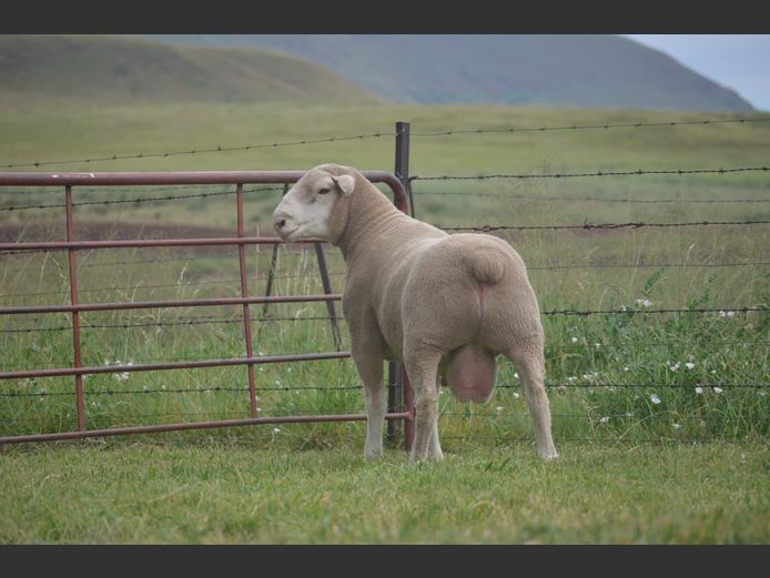 T 240155 | TWEE BROERS DORMER STOET