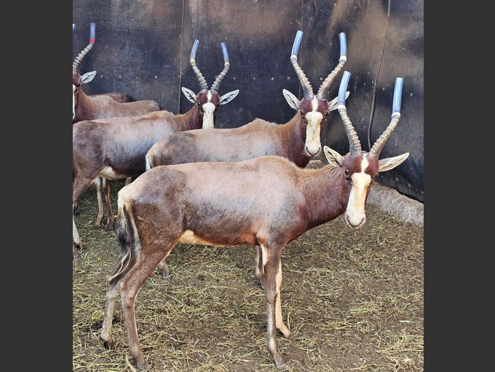 BLESBOK 16 ½” | NYLSVLEI