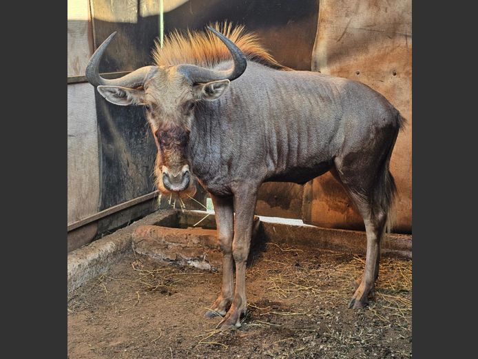 GOUE WILDEBEES ±26" | WELVERDIEND