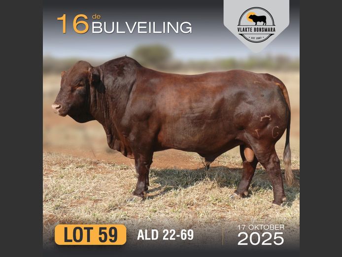 ALD 220069 | ALDIGO BONSMARAS