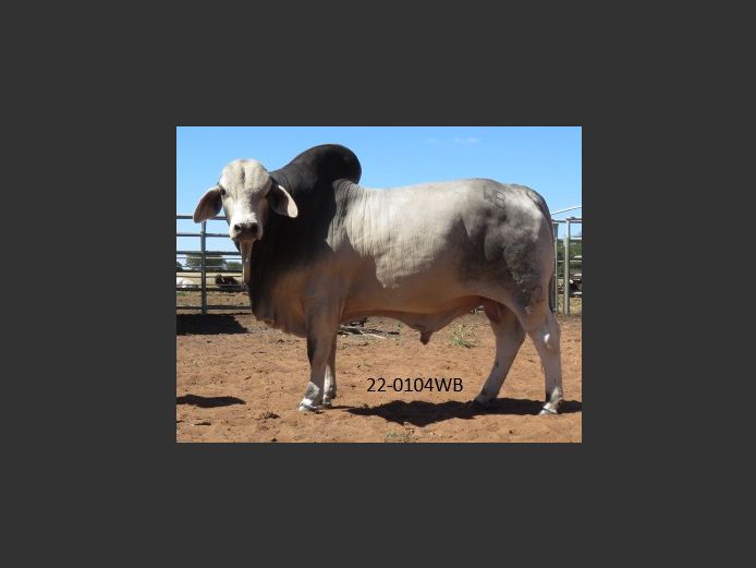 22-0104WB | WOKUMA BRAHMAN