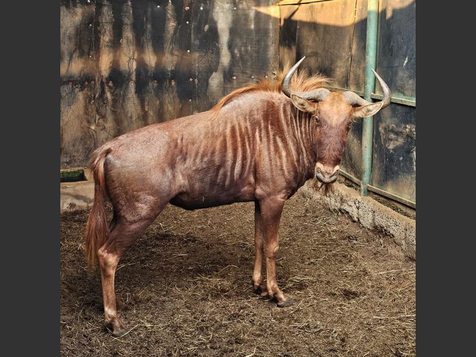 GOUE WILDEBEES | SCHOEMAN BOERDERY