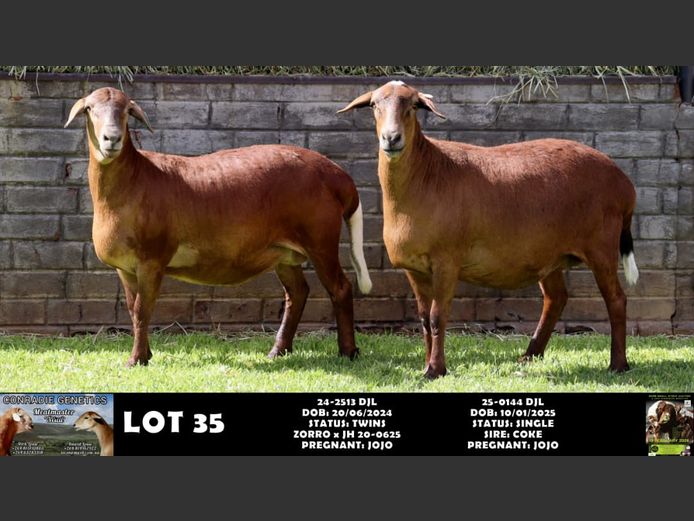 24-2513 DJL | 25-0144 DJL | DIRK LOUW