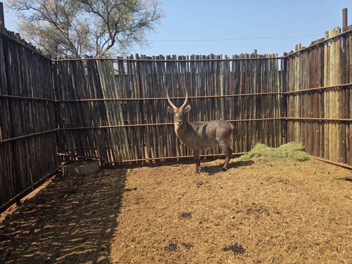 WATERBOK | HANLEY