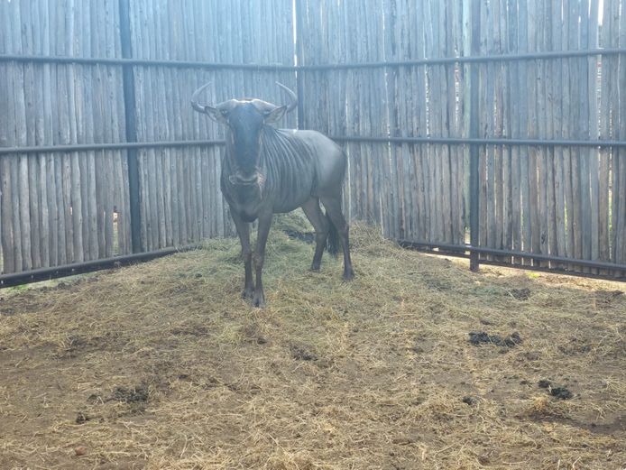 BLOUWILDEBEES | HANLEY