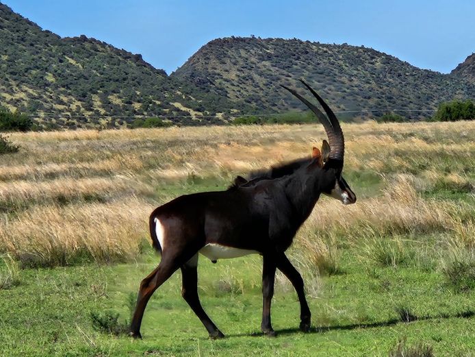 Swartwitpens | Driekoppen Wild (G van Schalkwyk)