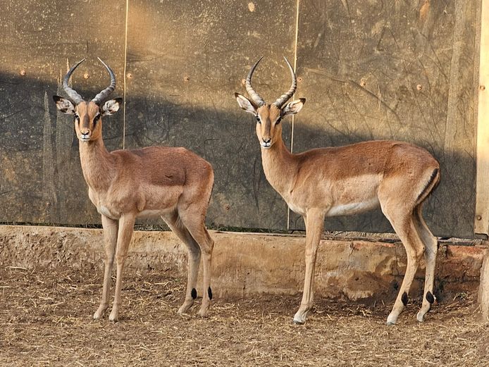 IMPALA | BIG HORN