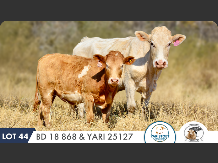 BD180868 HH | YARI STUD