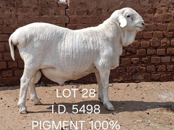 5498 | FRANCOIS VAN RENSBURG