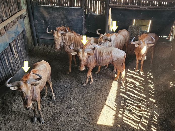 GOLDEN GNU | MHEMBWE SAF