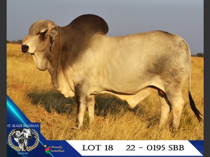 22-0195SBB | ST. BLAIZE BRAHMAN STOET