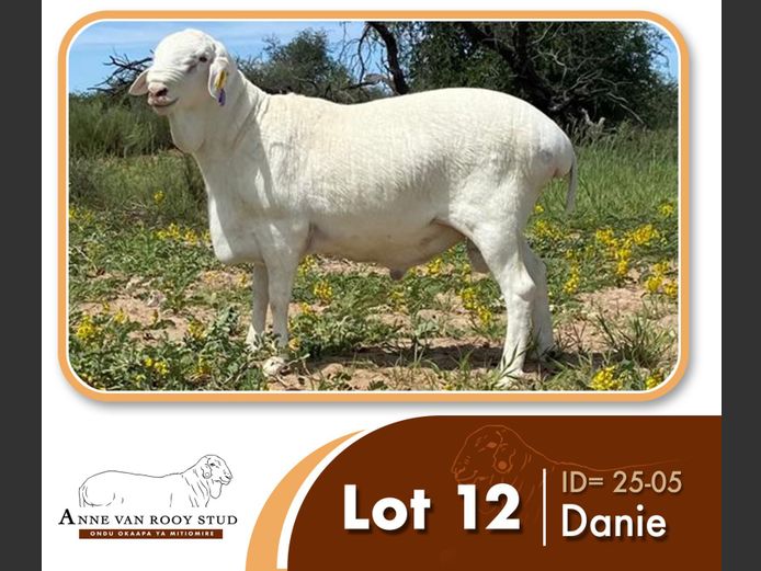 25-05 | ANNE VAN ROOY STUD