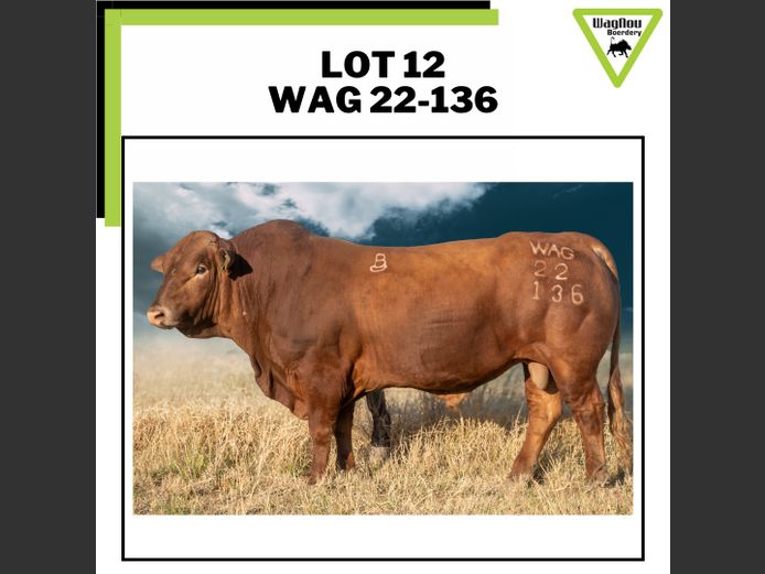WAG 22-0136 | WAGNOU BEEFMASTER