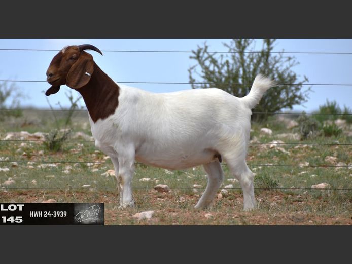 HWH24-3939 | G VAN WYK