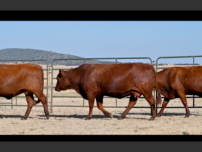 Commercial Animals | ALLEM BROTHERS