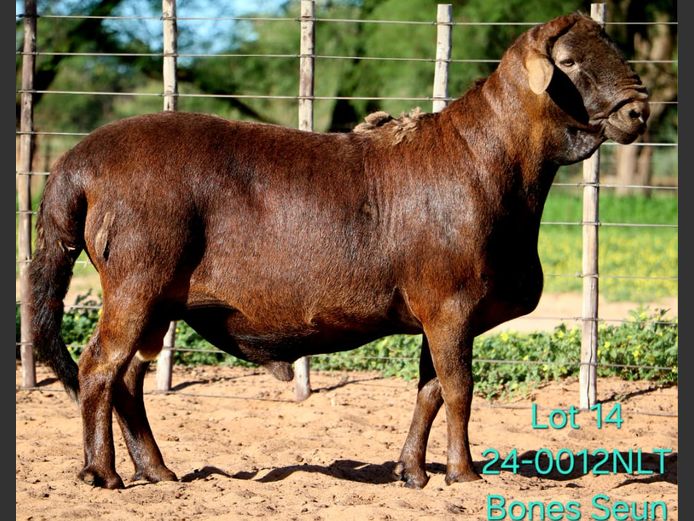 24-0012NLT | LEKWATER