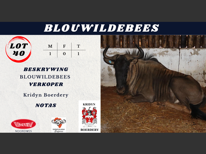 BLOUWILDEBEES