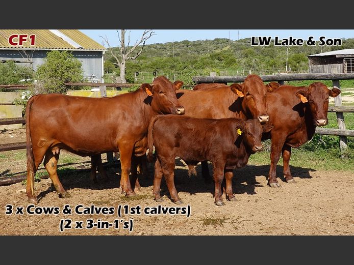 Commercial Females | LW Lake & Son