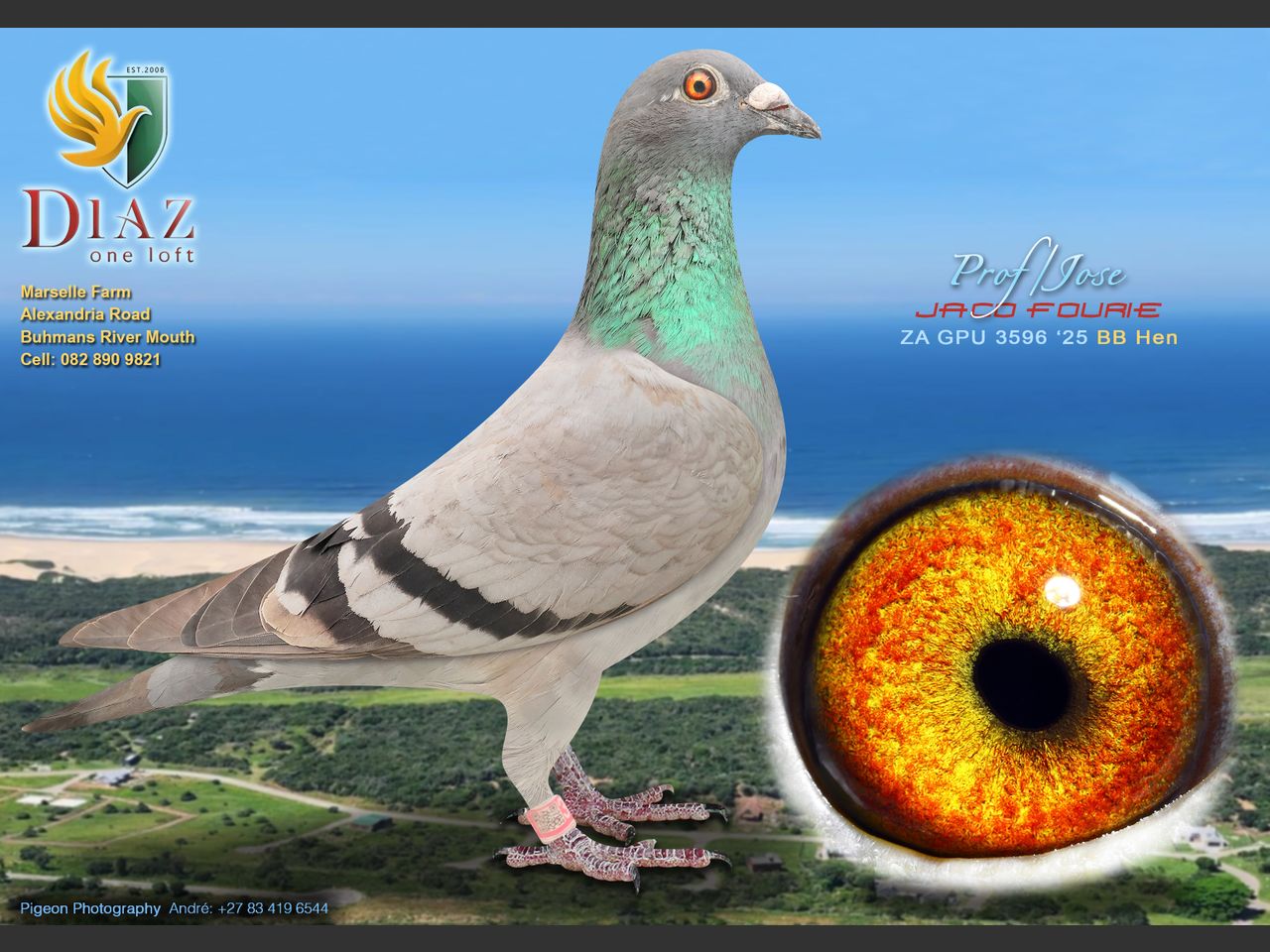 images