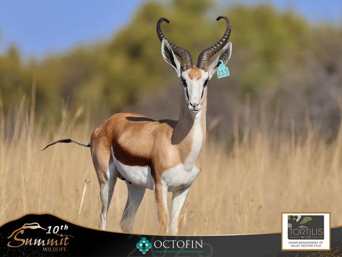 18 3/8" Springbok Ram