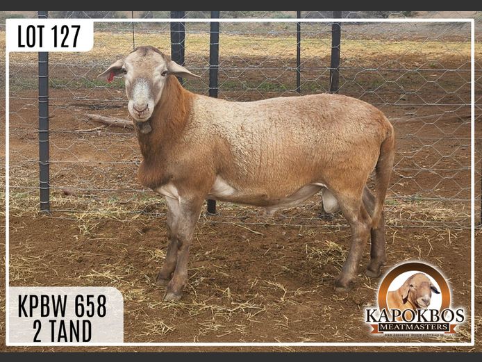 KPBW658 | KAPOKBOS MEATMASTERS 